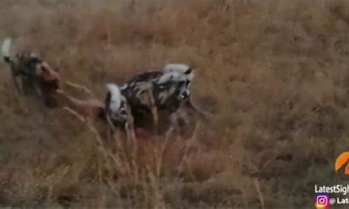 兵贵神速突然袭击的意思-兵贵神速比喻什么