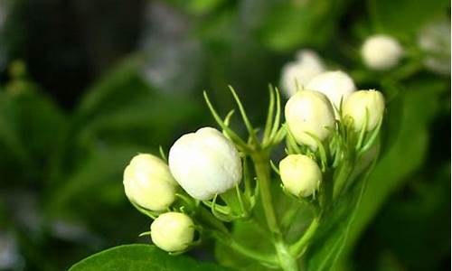 含苞欲放的花骨朵-含苞欲放的花骨朵儿像什么